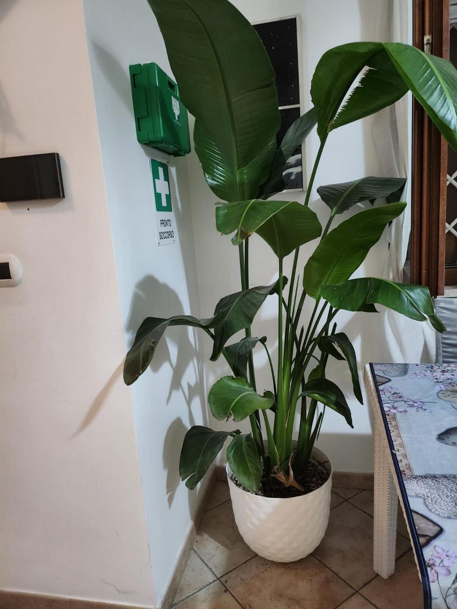 Emotions Bed & Breakfast Fiumicino Exterior photo